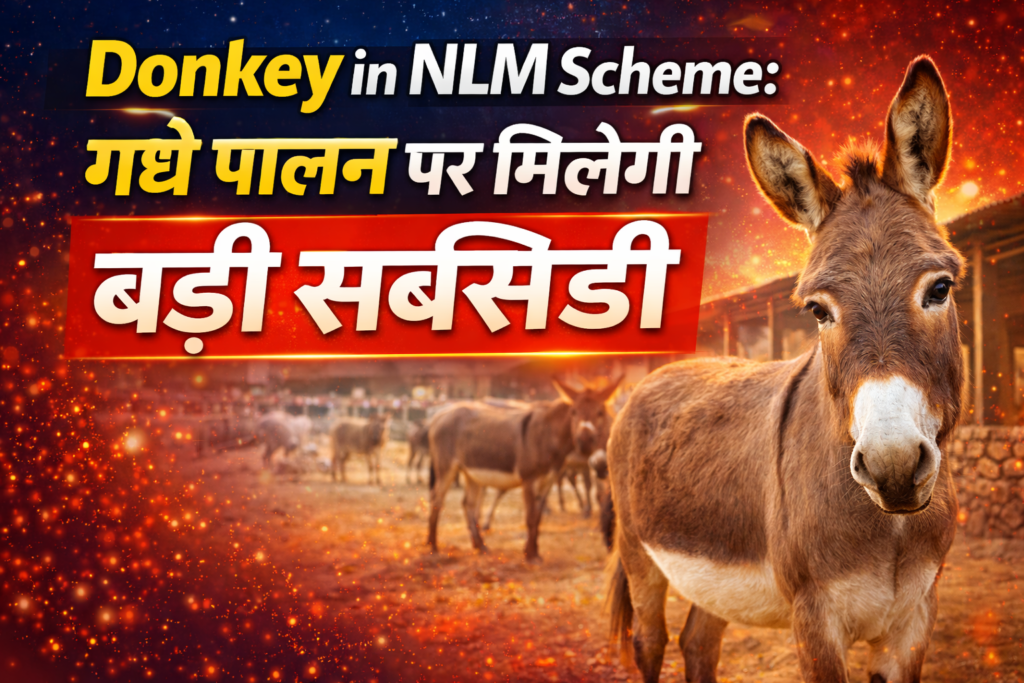 donkey-in-nlm-scheme